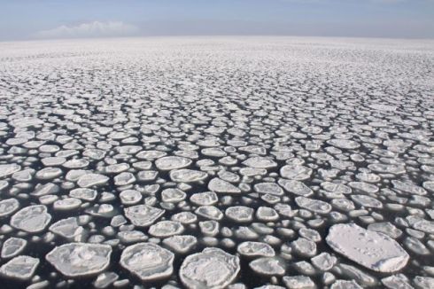 Round-ish, flat circles of ice with water around them, like many different-sized pancakes