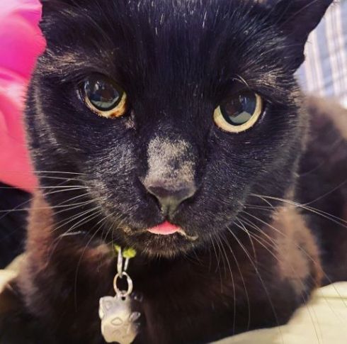 Black cat with tiny tongue sticking out. Green eyes with brown dots on the left eye